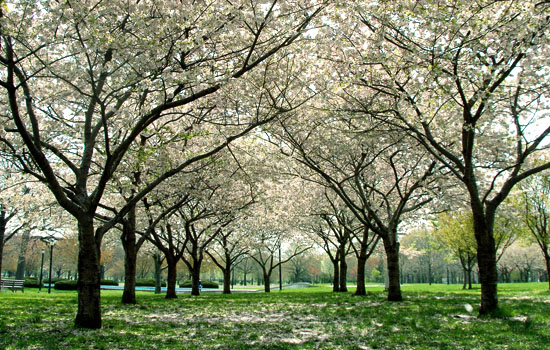 Contribute to Parks